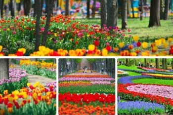 Тур в Кропивницкий на цветение тюльпанов